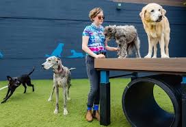 Dog Care Portland
